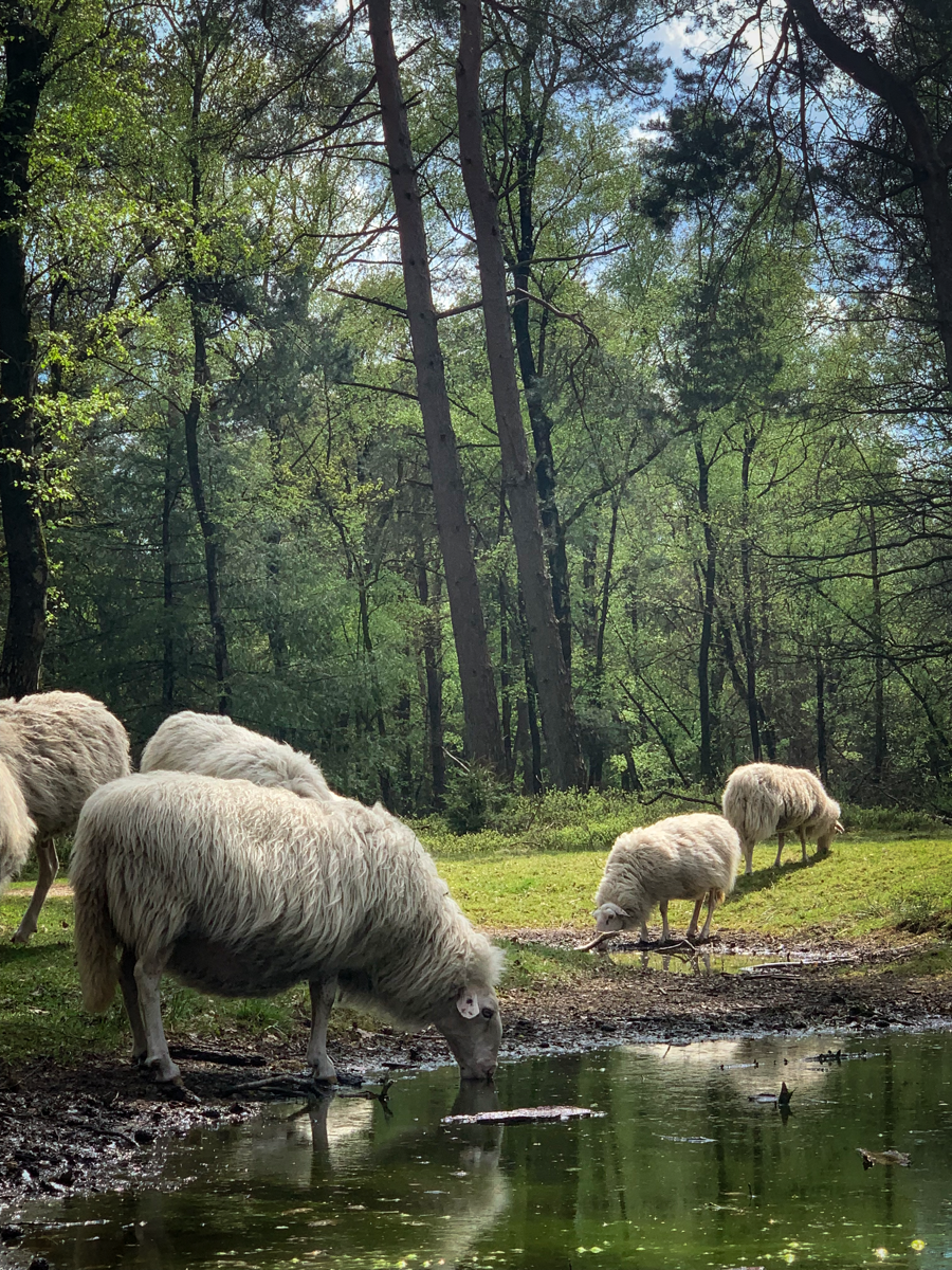 Natuur